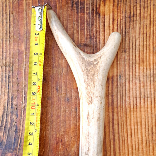 Deer antler tine piece - deer,
