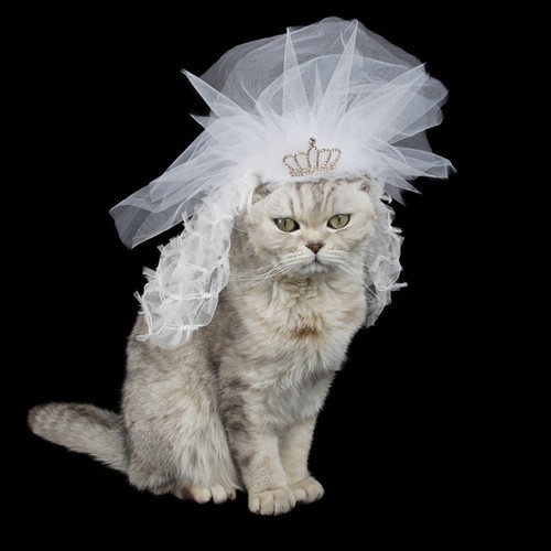 Wedding outfit for - outfit, costume