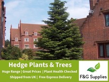 Nordmann bare root non-drop Xmas Christmas tree saplings plants fir whips