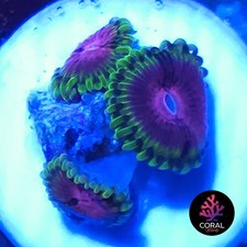 Fake Lime Chillis 3 Head Zoa