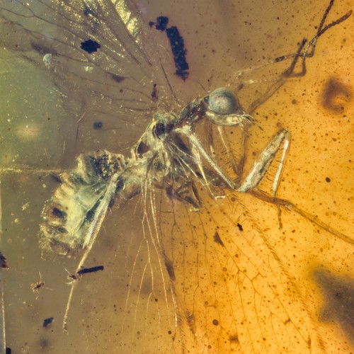 Extinct mantisfly - mantisfly, (