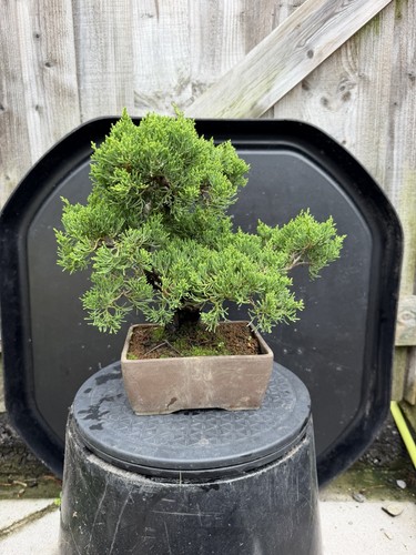 Japanese itoigawa shimpaku - itoigawa,