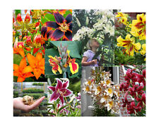 LILIUM BULBS HARDY PERENNIAL