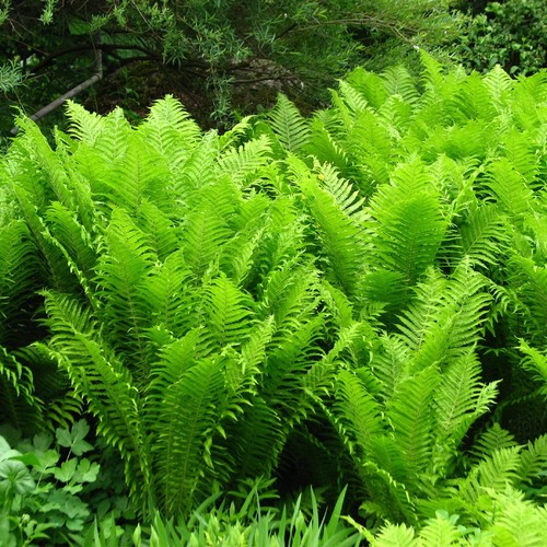 Matteuccia struthiopteris - ,