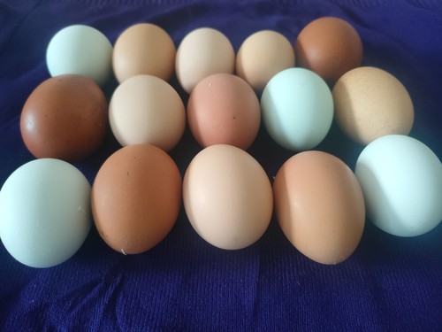 Free range fresh chicken - fresh,