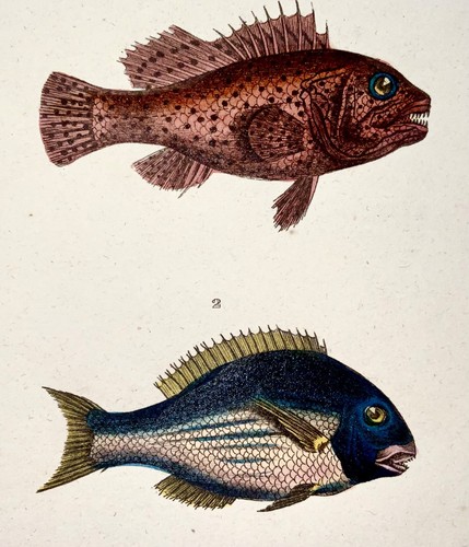 1836 lacepede exotic fish - lacepede,,