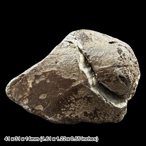 Fossil dinosaur bone - fossil,