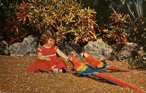 Vtg postcard 1958 - postcard, cockatoos