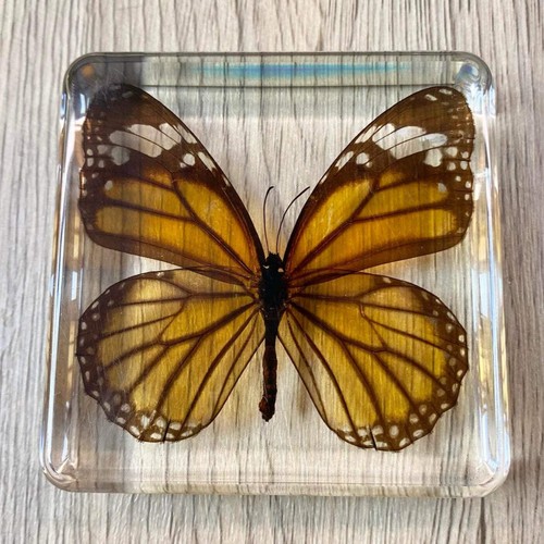 Monarch butterfly insect - monarch,