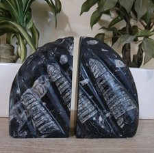 Heavy black marble orthoceras