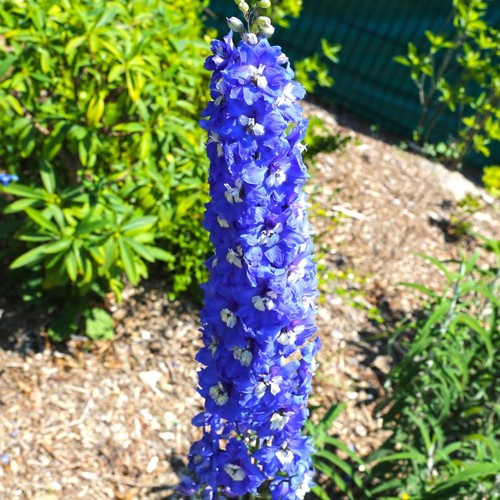 Delphinium king arthur - king, litre