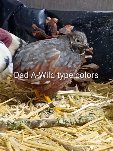 Chinese painted button - chinese, quail