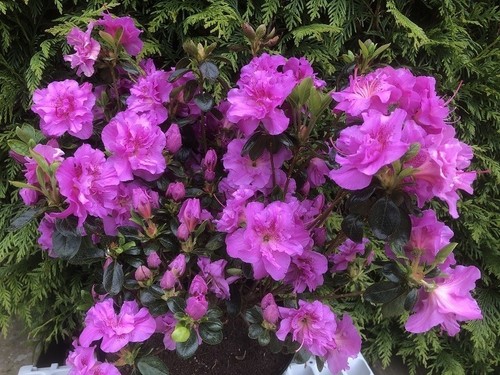 Japanese azalea hachmann - japanese,