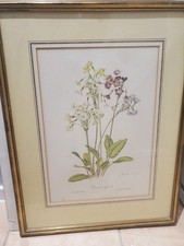 Vintage gold Framed Botanical Flower Exhibition Print