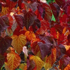 Cercis canadensis Forest Pansy 9cm Pots Hardy Tree Compact Heart Shaped By T&M