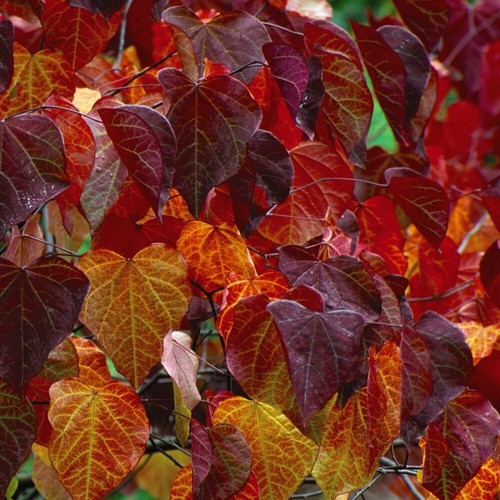 Cercis canadensis forest pansy - cercis,