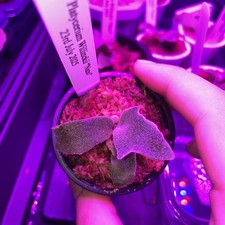 Platycerium Willinckii ‘Nano’ – Rare Compact Staghorn Fern Sporelings | UK Grown