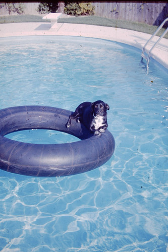 Oct 1975 dog - 1975, on
