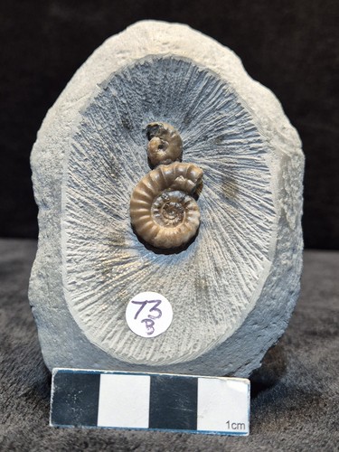 Duo ammonites 73b - duo,