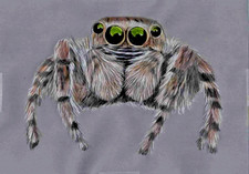 Original coloured pencil artwork Art picture gorgeous Jumping Spider Insect GIFT