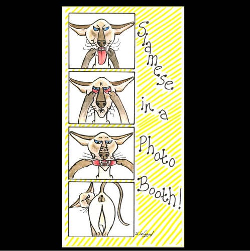Siamese cat photo booth - siamese,