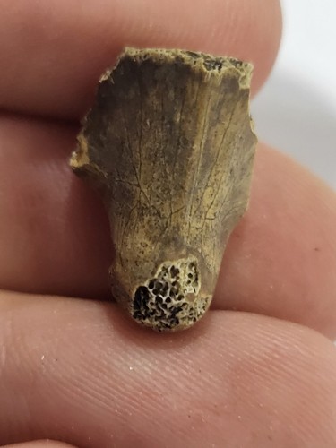Crocodilian cervical dorsal - cervical, /