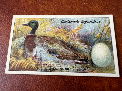 Gallaher birds nests eggs - birds, &