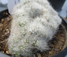 MAMMILLARIA BAUMII 'CRISTATA'