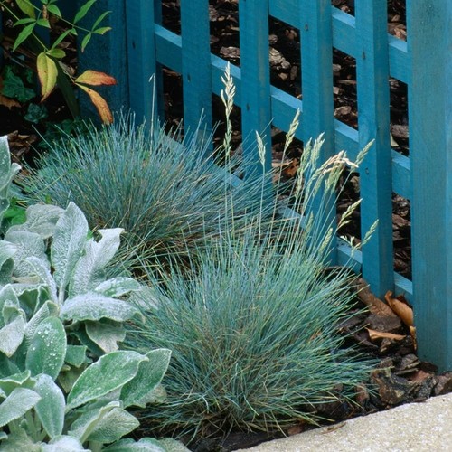 Festuca intense blue - x,