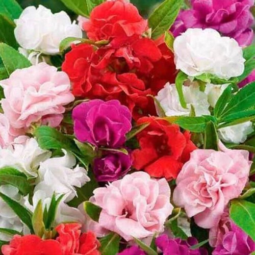 Camelia flowered mix impatiens - flowered,