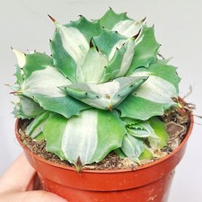 Agave ‘Ouhi-Raijin’
