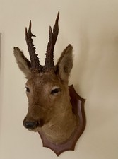 A Taxidermy Roe Deer Stag Head