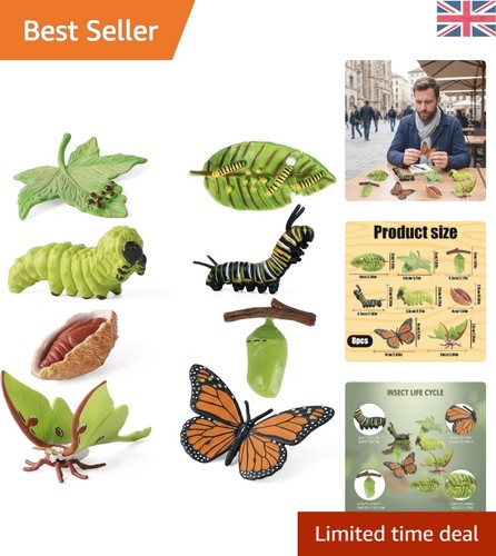 Realistic insect life cycle - insect,