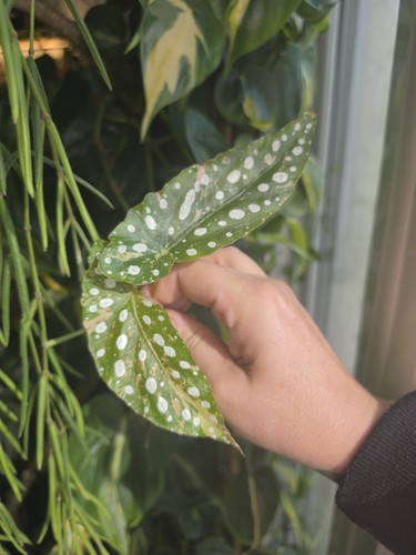 Begonia maculata variegated - begonia,