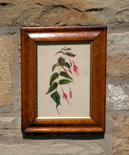 Pretty botanical watercolour - botanical,