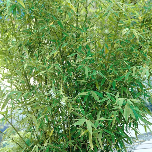 Fargesia pingwu bamboo 50cm - bamboo, 40-50cm