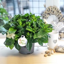 1 SCENTED FRAGRANCE GARDENIA
