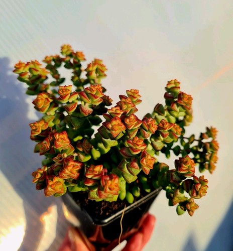 Crassula brevifolia tom thumb - brevifolia,