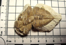 Devonian trilobite fossil