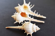 6 Beautiful Unique Murex