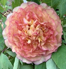 Japanese Tree Peony Jin Ge   2