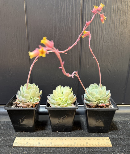 Echeveria elegans three - elegans,