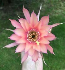 FRESH CACTUS SEED x10 lobivia hybrid ‘C1a’