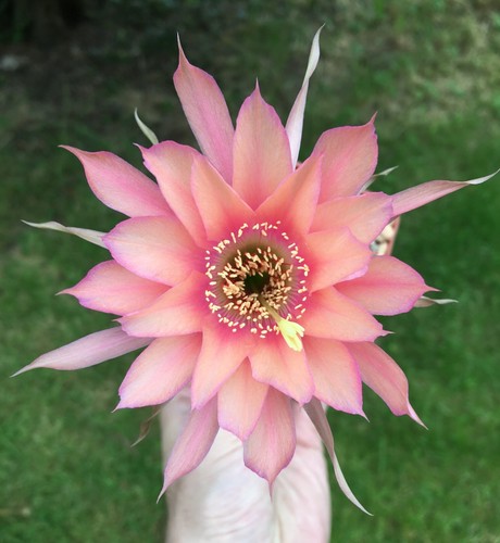 Fresh cactus seed x10 - cactus,