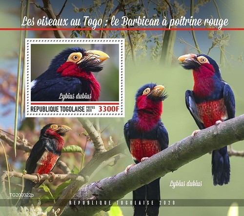 Birds togo bearded - togo,