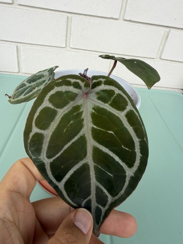 Anthurium kos red - anthurium,