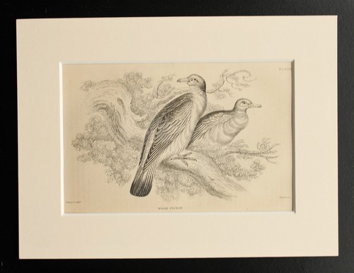 Wood pigeon sepia mounted - pigeon,