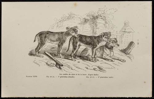1867 puppies dog and wolf - 1867,