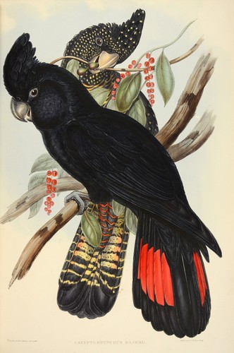 John gould native - native, print