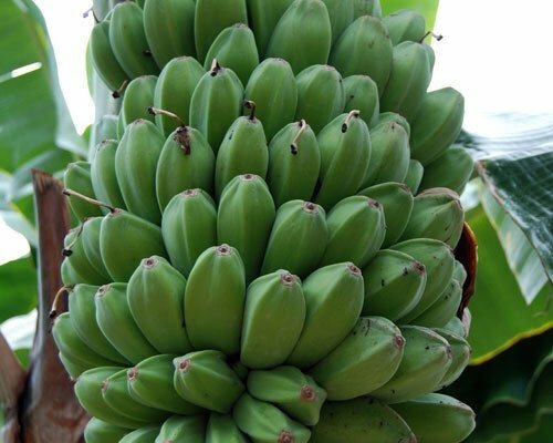 Musa sikkimensis red - sikkimensis,
